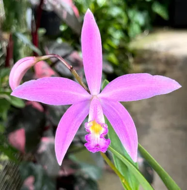 Laelia jongheana x