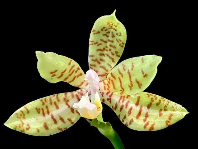 Phalaenopsis reichenbachiana (Phalaenopsis)