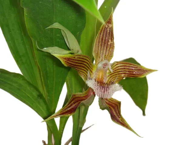 Galeottia fimbriata