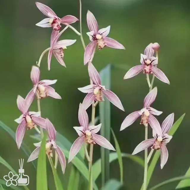 Cymbidium ensifolium 'SHI-ZHANG-HONG' (Cymbidium)