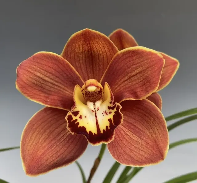 Cymbidium Comanche Sunset (Cymbidium)