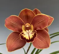 Cymbidium Comanche Sunset 4N (Numu Tabetoi x Alice & Ralph ‘New Horizon’)