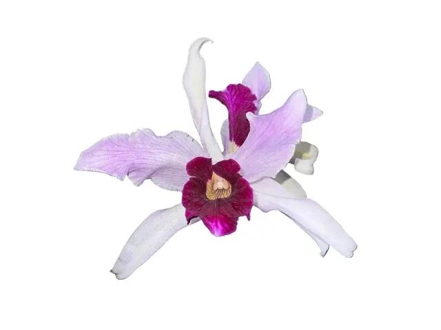 Cattleya purpurata f vinicolor x atropurpurea 'Ecuagenera'