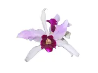 Cattleya purpurata f. vinicolor x atropurpurea 'Ecuagenera'