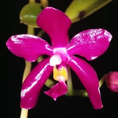 Phalaenopsis pulchra sp (Phalaenopsis)