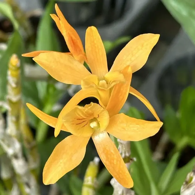 Dendrobium Hybrids
