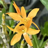 Dendrobium Hybrids (Den unicum x Den Nobile White)