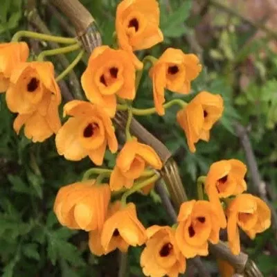 Dendrobium chrysanthum sp (Dendrobium)