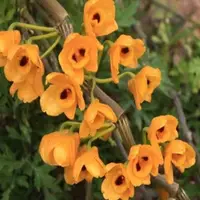 Dendrobium chrysanthum sp.