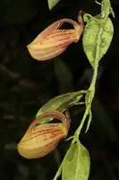 Zootrophion hirtzii