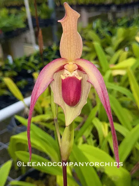 Phragmipedium China Dragon (Phragmipedium)