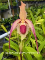 Near Blooming Size, Phrag China Dragon. Shipping Included