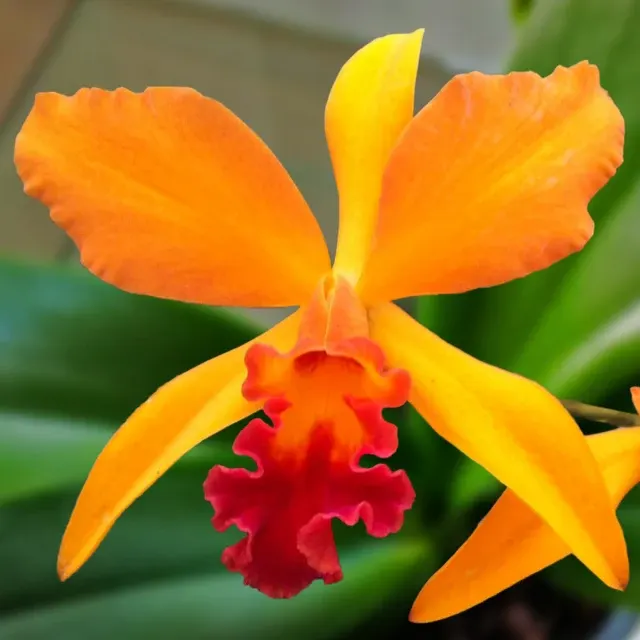 Laeliocattleya Orchid Fire Island ‘Fiery’ HCC/AOS