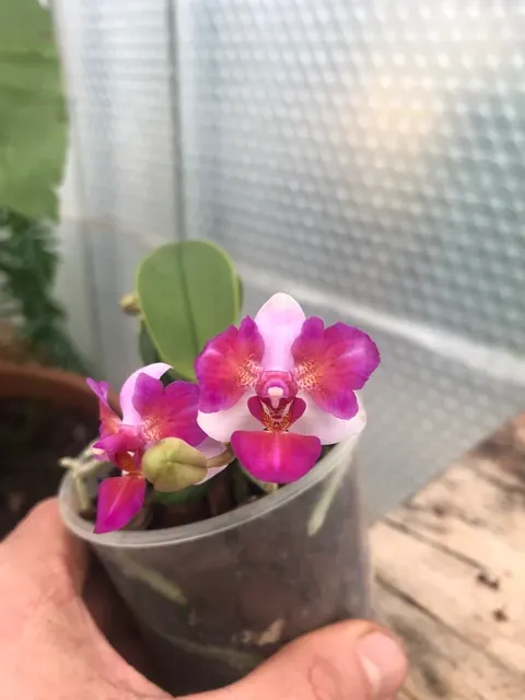 Phalaenopsis LIU'S BERRY ES 'Triple Lip'