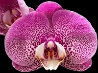Double Spikes Phalaenopsis Jillion (4″ Pot)