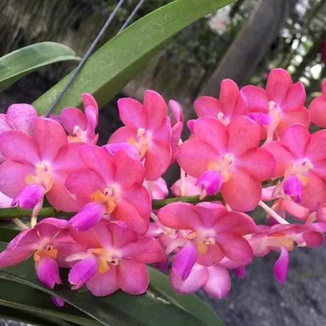 Perreiraara Rapeepath 'Pink'
