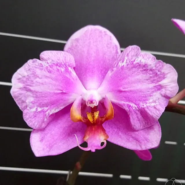 Phalaenopsis Jiuhbao Pink Lady
