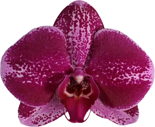 Phalaenopsis Orchion