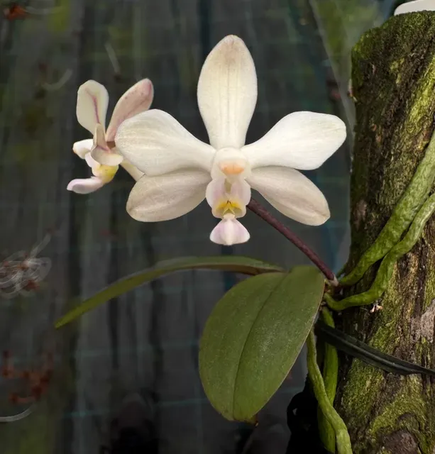 Phalaenopsis aff wilsonii (Phalaenopsis)