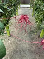 Bulbophyllum for sale