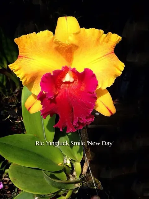 Rhyncholaelia Yingluck Smile 'New Day'