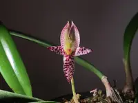 Bulbophyllum macranthum