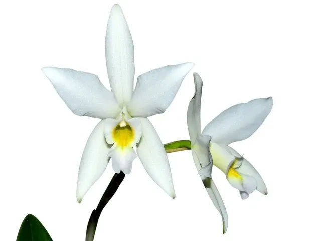 Laelia anceps f alba (Laelia)