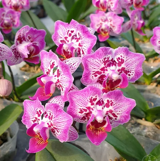 Phalaenopsis Formosa Cranberry