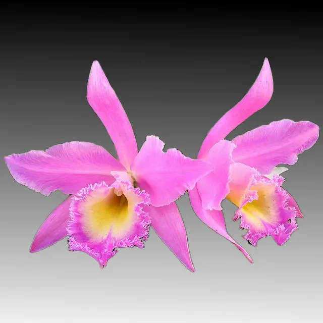 Rhyncholaeliocattleya Duh's White 'Peppa Pig' (Rhyncholaeliocattleya)