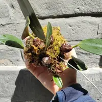 Bulbophyllum dayanum