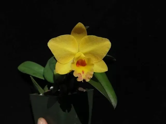 Sophrolaeliocattleya Itsy Bitsy 'Diamond Orchids' (Sophrolaeliocattleya)