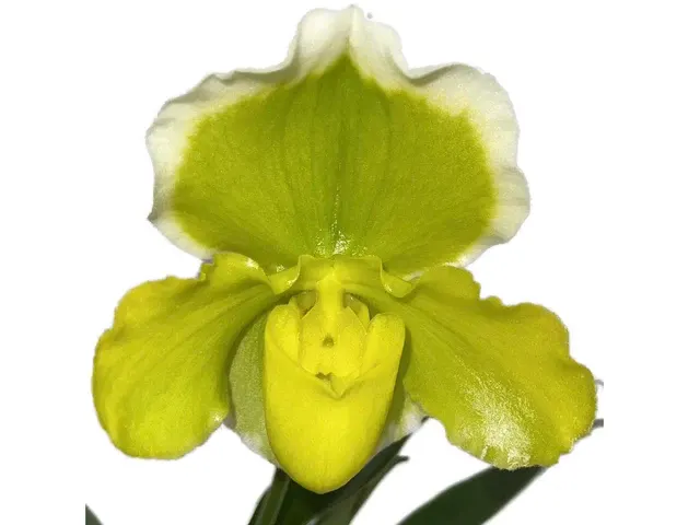 Paphiopedilum Yi-Ying Twinkling Stars X Paph.