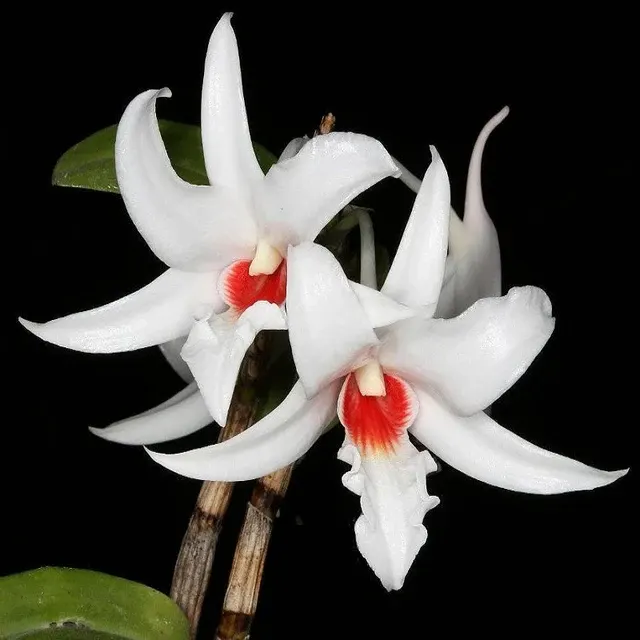 Dendrobium draconis sp (Dendrobium)