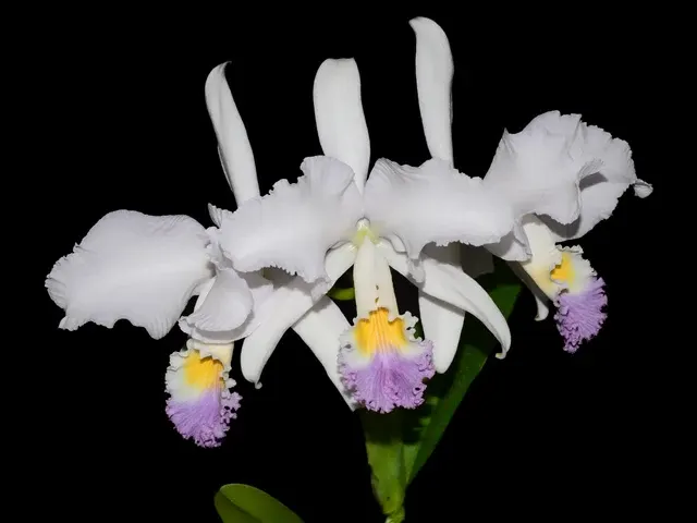 Cattleya mendelii f coerulea code 'La Bonita'