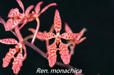 Renanthera monachica (Renanthera)