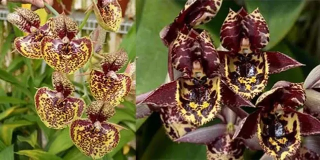 Catasetum Susan Fuchs 'Burgundy Chips' x Karen Armstrong 'Super Nice'