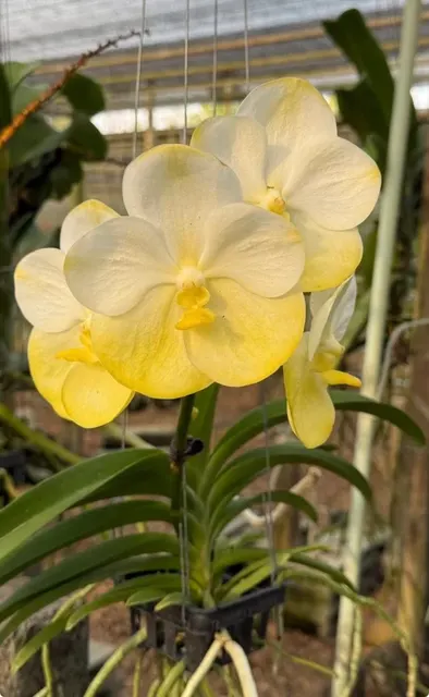 Vanda Suwannaphum Emerald (Vanda)