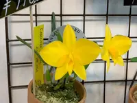 Sophronitis coccinea "Aurea" 4N