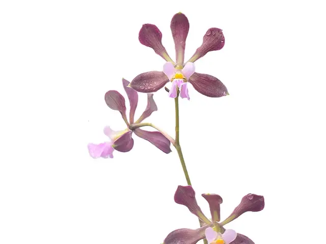 Encyclia alboxanthina x (Encyclia)