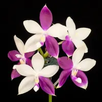 WP2615 Phalaenopsis Lioulin Blue Jenny 'Wilson Red'
