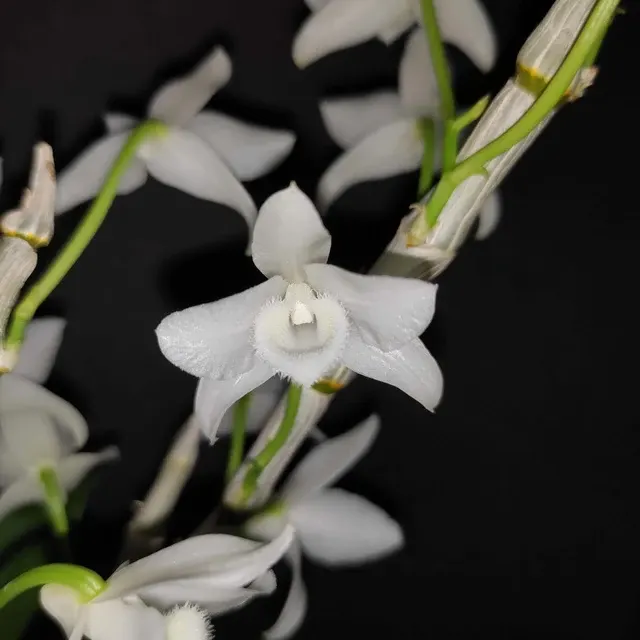 Dendrobium parishii 'fma. alba'