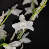 Dendrobium parishii fma. alba