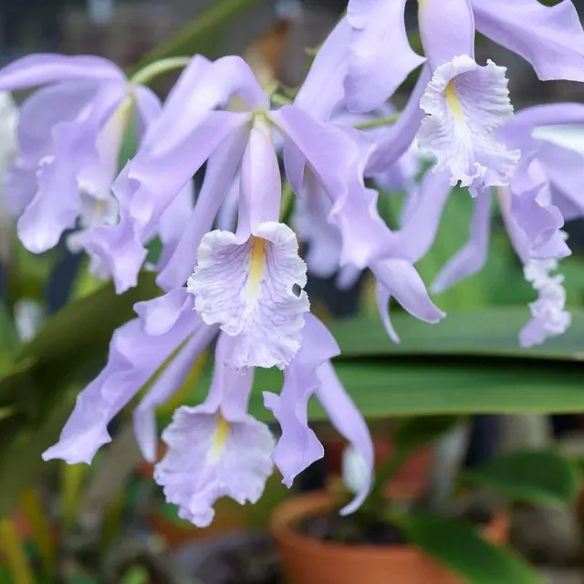 Cattleya maxima var. coerulea (Cattleya)