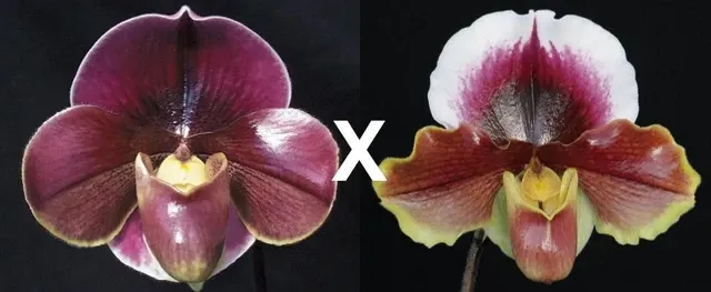 Paphiopedilum Miss Wonderful (Paphiopedilum)