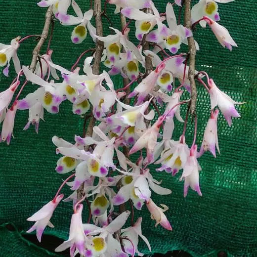 Dendrobium amoenum (Dendrobium)