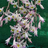 Dendrobium Amoenum Pink