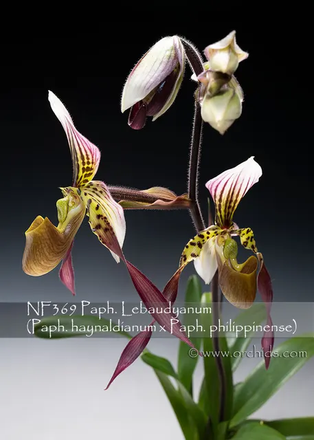 Paphiopedilum Lebaudyanum (Paphiopedilum)
