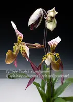Paph. Lebaudyanum (philippinense var. laevigatum x haynaldianum )