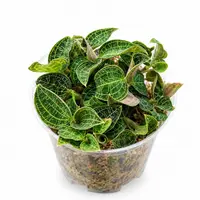 Jewel Orchid Macodes petola