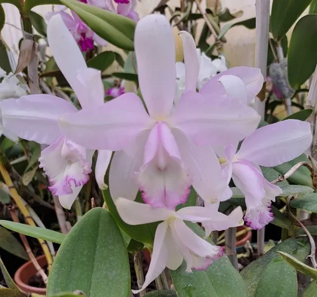 Cattleya intermedia multiforme s 'Olompali' (Cattleya)